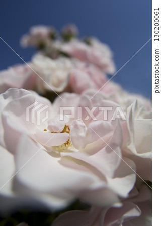 玫瑰花園裡盛開著粉紅色和白色的玫瑰花朵。這朵玫瑰的名字叫塞萊索。 玫瑰花園裡盛開著粉紅色和白色的玫瑰花朵。這朵玫瑰的名字叫塞萊索。 130200061