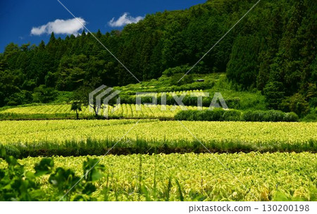 Tobacco fields basking in the midsummer sun in the mountains of Naose, Kumakogen Town, Ehime Prefecture Tobacco fields basking in the midsummer sun in the mountains of Naose, Kumakogen Town, Ehime Prefecture 130200198