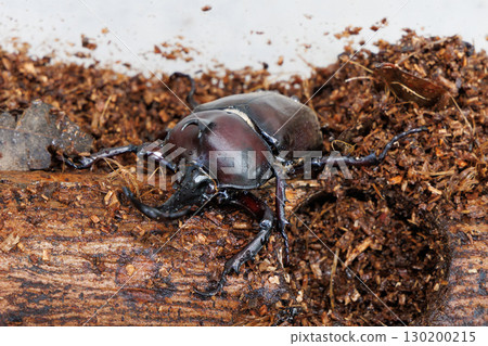 甲蟲棲息在樹上 甲蟲棲息在樹上 130200215