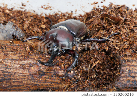 甲蟲棲息在樹上 130200216