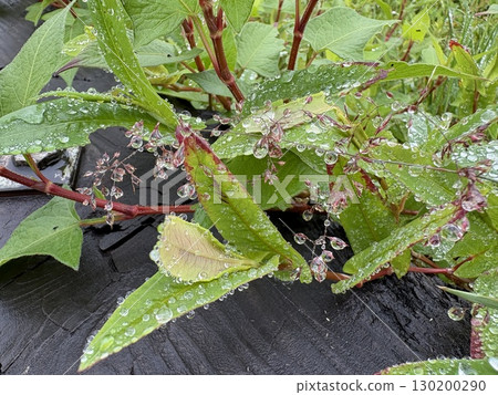 Natural jewelry made from mist particles - Fog droplets on plants 130200290