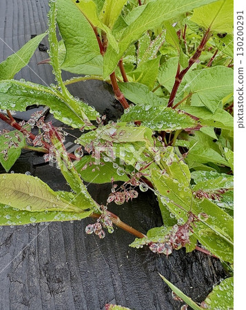 霧滴製成的天然珠寶－植物上的霧滴 130200291