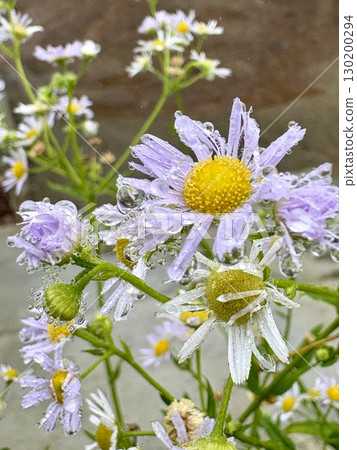 霧滴製成的天然珠寶-植物上的霧滴 霧滴製成的天然珠寶-植物上的霧滴 130200294