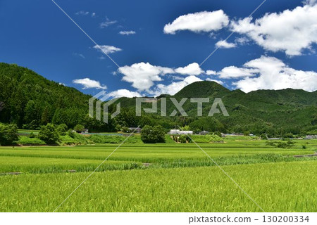 愛媛縣久萬高原町直瀨的夏季稻田 130200334