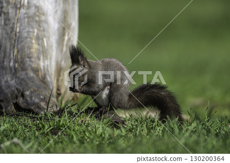 春天的松鼠 130200364