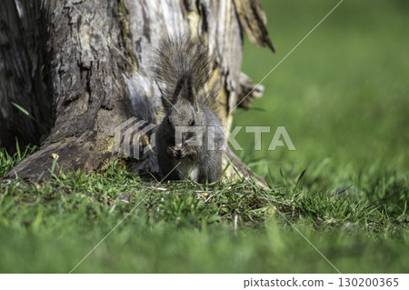 春天的松鼠 130200365