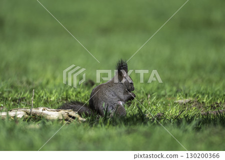 春天的松鼠 130200366