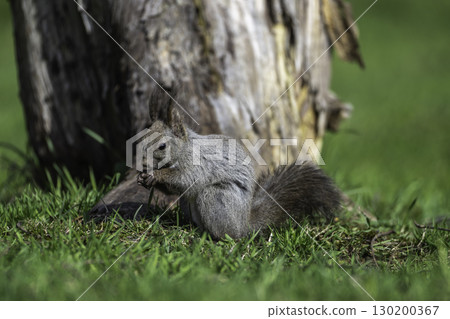 Spring squirrels 130200367