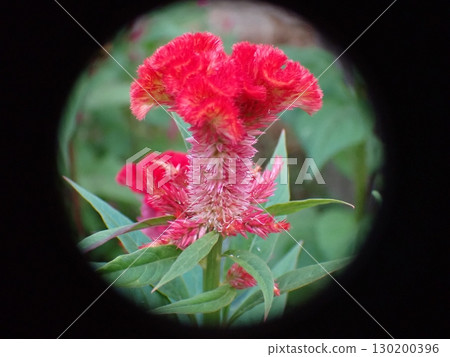 雞冠花 130200396