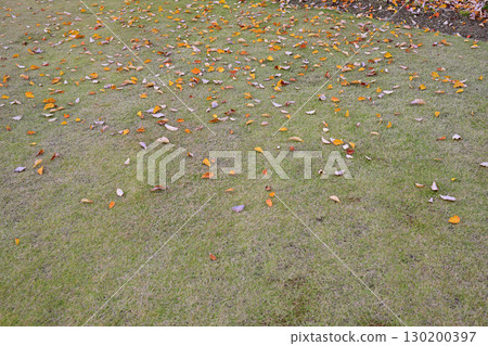 南魚沼市魚沼村深秋的落葉 130200397