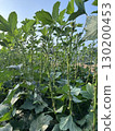 Growing okra 130200453