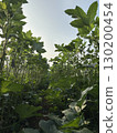 Okrafield 130200454