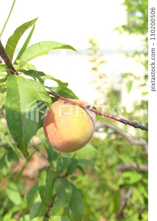 Ripening peach fruit on a branch 130200506