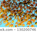 Autumn leaves shining in the blue sky 130200746