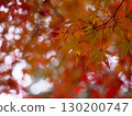 illuminated by the autumn sun 130200747