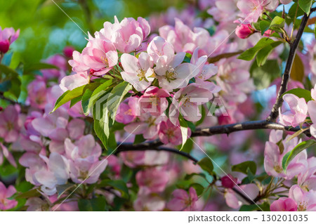 Close-up of vibrant pink apple blossoms in full bloom with soft green foliage in the background, bathed in golden hour light. Spring, natural beauty, renewal, wellness, and seasonal marketing Close-up of vibrant pink apple blossoms in full bloom with soft green foliage in the background, bathed in golden hour light. Spring, natural beauty, renewal, wellness, and seasonal marketing 130201035