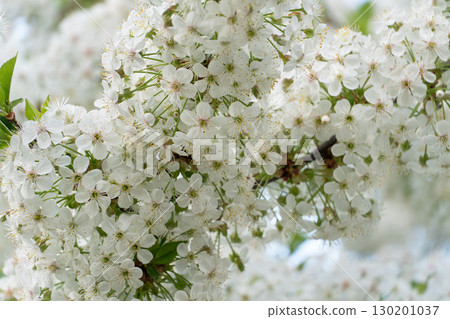 A close-up of a cherry tree branch densely covered with delicate white blossoms and green leaves, illuminated by soft daylight. Spring renewal, botanical beauty, and seasonal nature advertising 130201037
