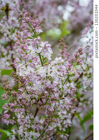 Delicate clusters of light pink and white lilac blossoms bloom against a soft green and lavender background. Seasonal change, nature appreciation, gardening, and aromatherapy 130201044