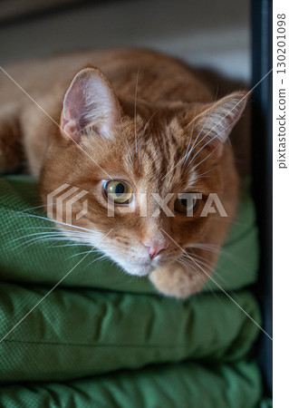 Curious ginger tabby cat lying on stacked green cushions, gazing attentively with wide amber eyes 130201098