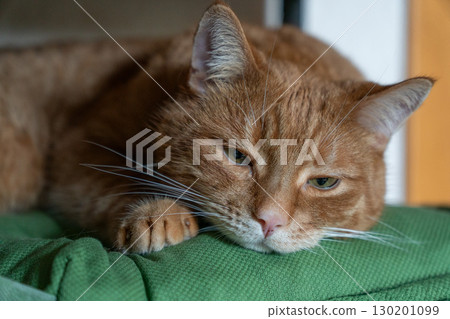 A relaxed ginger tabby cat lying on a vibrant green cushion, with a calm and content expression 130201099