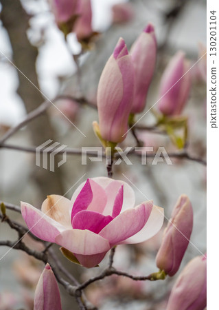 Close-up of a blooming magnolia flower with pink and white petals surrounded by buds on bare branches Close-up of a blooming magnolia flower with pink and white petals surrounded by buds on bare branches 130201104