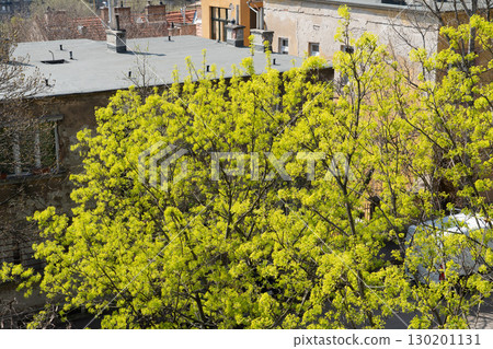 Bright green spring foliage of a tree stands out against old urban buildings and rooftops 130201131