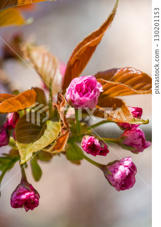 Delicate pink cherry blossoms and buds on thin branches captured in natural sunlight in early spring Delicate pink cherry blossoms and buds on thin branches captured in natural sunlight in early spring 130201153