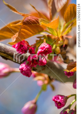 Delicate pink cherry blossoms and buds on thin branches captured in natural sunlight in early spring Delicate pink cherry blossoms and buds on thin branches captured in natural sunlight in early spring 130201154