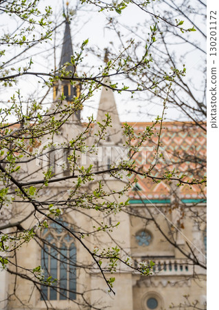 Fresh green buds and spring blossoms frame the gothic spires and colorful roof tiles of Matthias Church 130201172