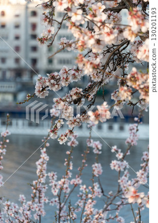 Blossoming almond tree branches frame a view of the Danube River and the famous Gellert Baths in Budapest Blossoming almond tree branches frame a view of the Danube River and the famous Gellert Baths in Budapest 130201193