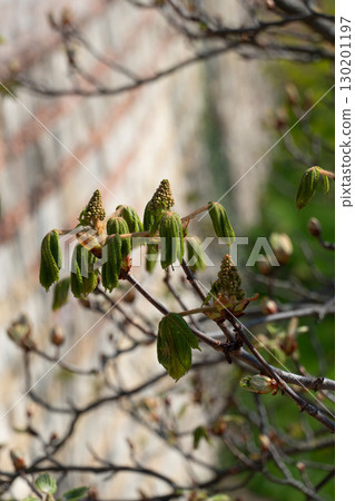 Emerging chestnut leaves and young flower spikes captured in soft spring light Emerging chestnut leaves and young flower spikes captured in soft spring light 130201197
