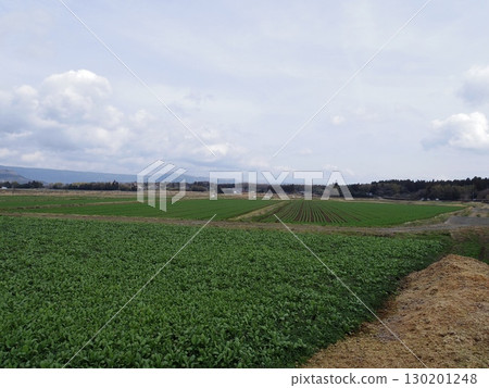 Nature in Aso City, Kumamoto Prefecture 130201248