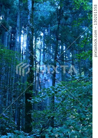 Mysterious forest Mysterious forest 130201358