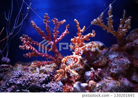 有珊瑚礁的水族館風景 有珊瑚礁的水族館風景 130201691