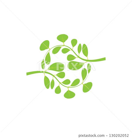Moringa leaf logo illustration vector design Moringa leaf logo illustration vector design 130202052