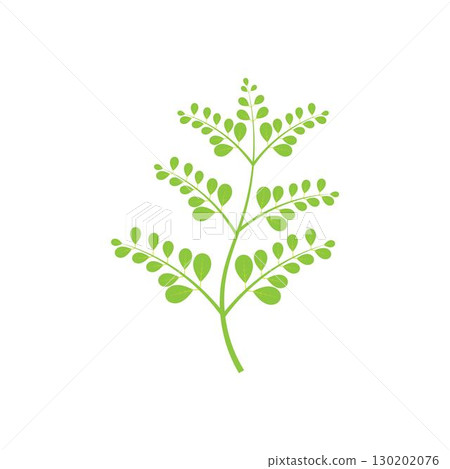 Moringa leaf logo illustration vector design Moringa leaf logo illustration vector design 130202076