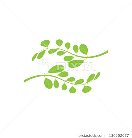 Moringa leaf logo illustration vector design Moringa leaf logo illustration vector design 130202077