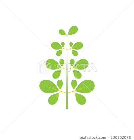 Moringa leaf logo illustration vector design Moringa leaf logo illustration vector design 130202078
