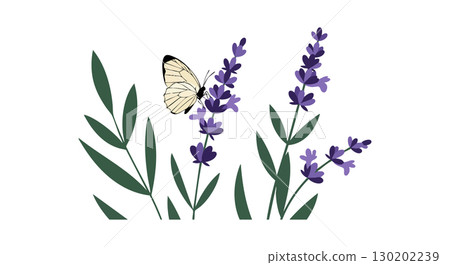 Butterfly perched on purple lavender flowers with green leaves vector illustration Butterfly perched on purple lavender flowers with green leaves vector illustration 130202239