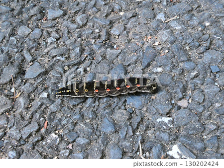 Caterpillar larva Caterpillar larva 130202424