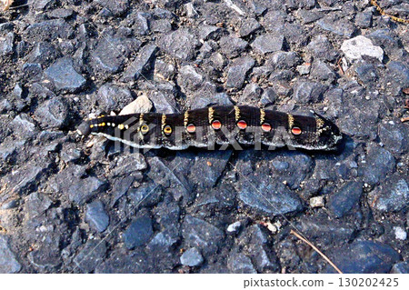 Caterpillar larva 130202425