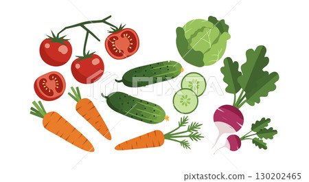 Fresh vegetable set with tomatoes carrots cucumbers cabbage and radishes vector illustration 130202465