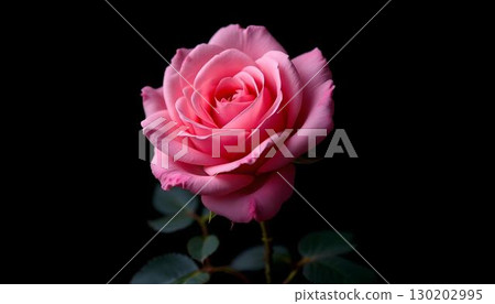 Vibrant pink roses are showcased against a black backdrop, making their colors pop in a visually appealing manner Vibrant pink roses are showcased against a black backdrop, making their colors pop in a visually appealing manner 130202995