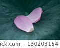 Lotus flowers fall on large leaves 130203154