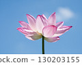 Lotus flowers bloom in the midsummer blue sky 130203155