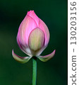 When do lotus buds open? 130203156