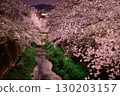 The cherry blossoms of Inagi City are best viewed at night 130203157