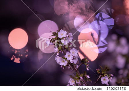 夜晚欣賞櫻花花瓣 夜晚欣賞櫻花花瓣 130203158