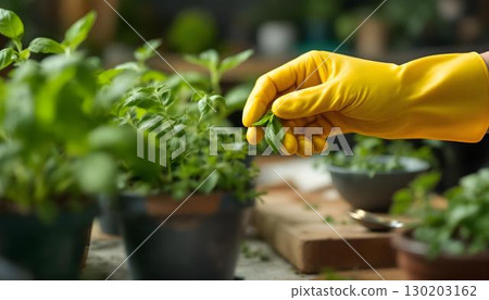 A woman with yellow gloves is tending to her plants, concentrating on cultivating healthy plant-based food 130203162