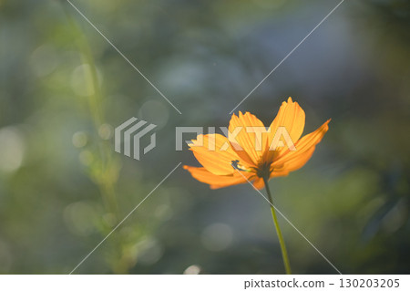 橙色波斯菊 130203205